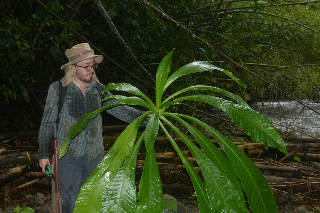 Collecting Grias in Colombia