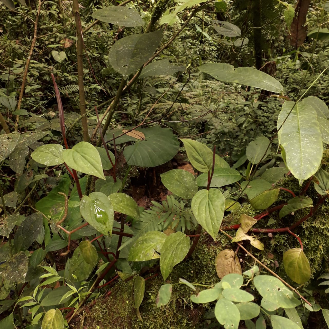 Monteleon forest (Manizales, Colombia)