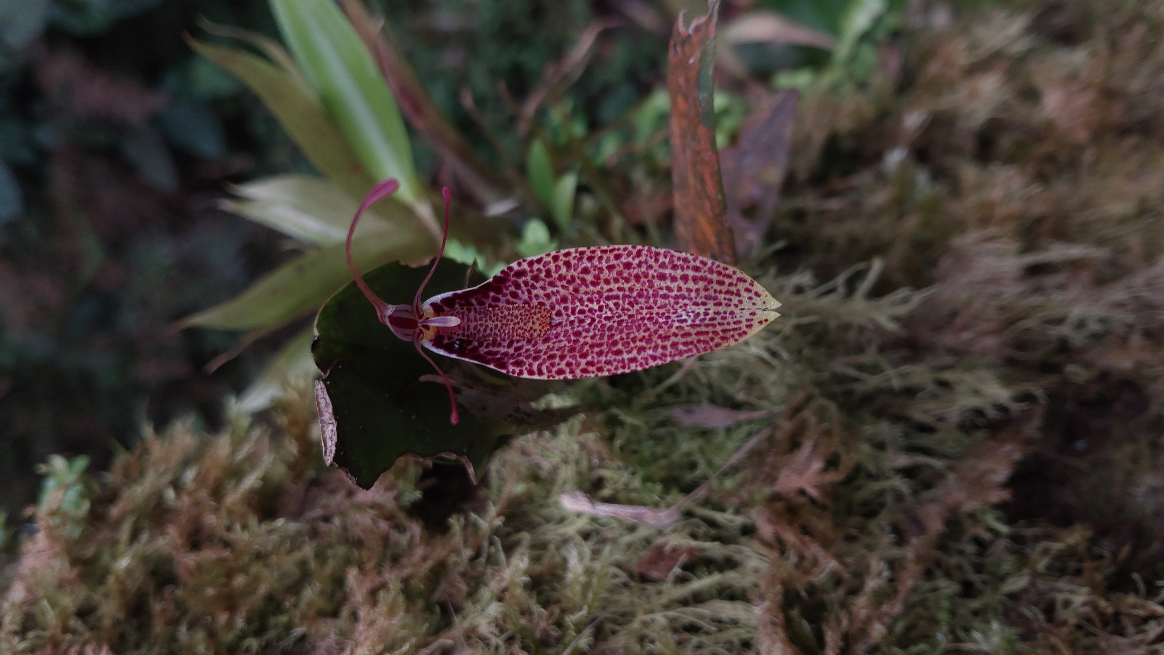 Orchid genus Restrepia from Bosques de la Chec