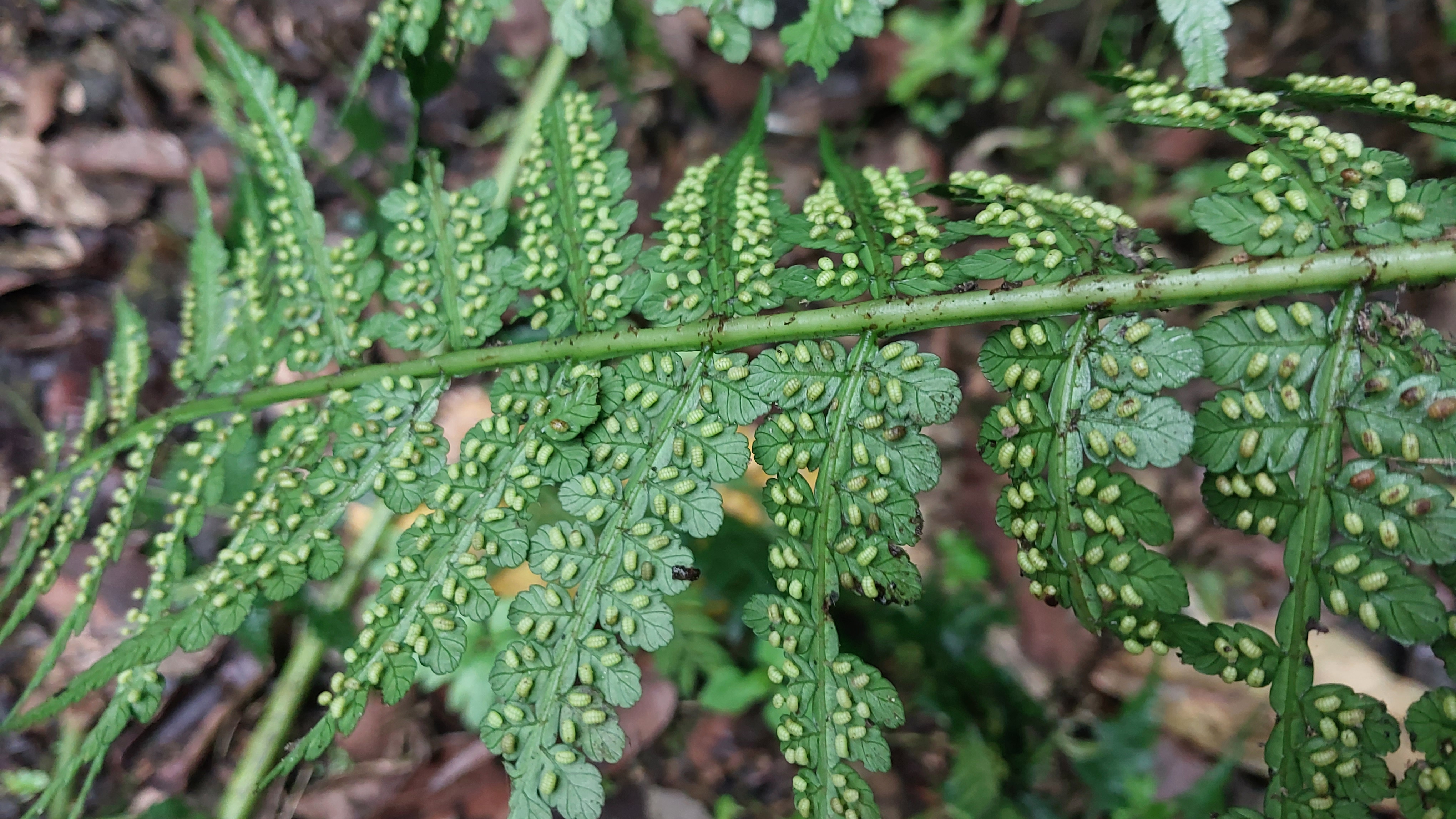 Eupodium pittieri fern