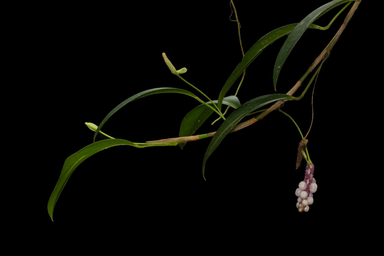 Anthurium scandens photo by Eugenio Restrepo (2022)